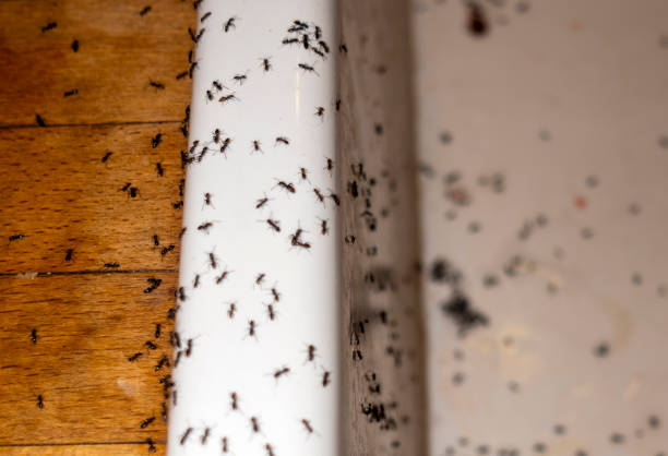 Best Rat Extermination Near Me  in Chevy Chase, MD