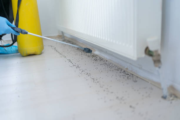 Best Emergency Pest Control  in Chevy Chase, MD